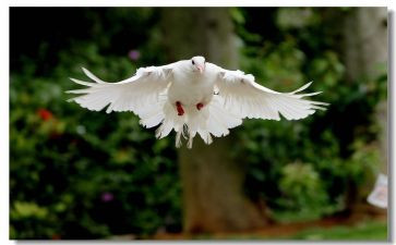 大班鸽子教案7篇