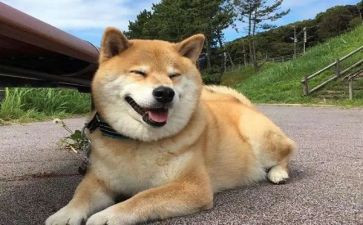 关于狗的演讲稿精选7篇