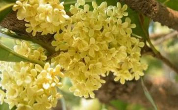 桂花糕教案精选7篇