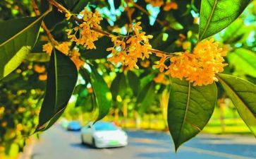桂花糕教案6篇