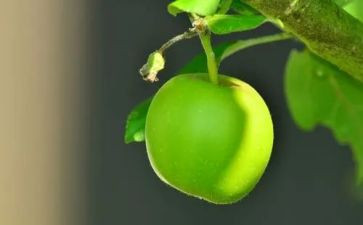 花与果实教案5篇