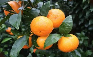 找果树小班教案6篇