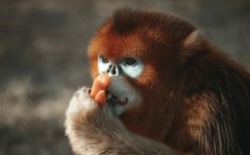 小猴爬小班教案及反思5篇