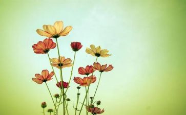 我的花作文800字最新5篇