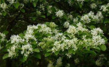 大班旋转花教案8篇