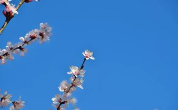 看,花开了作文优质7篇