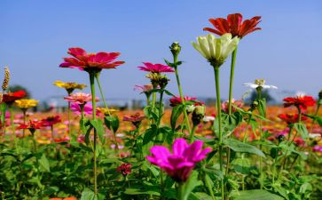 看,花开了作文600字6篇