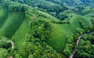 写环境的演讲稿400字5篇