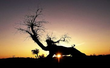 呼唤优秀作文8篇