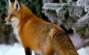 狐狸与鸡教案7篇