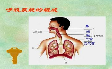 在呼吸科的心得体会8篇