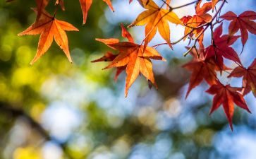 写夏天景作文500到600字精选5篇