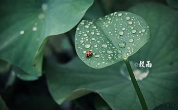 二十四节气之作文600字6篇