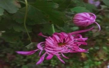 写菊花作文优秀8篇