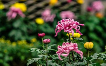 写菊花作文通用7篇