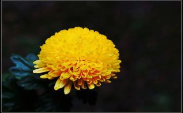写菊花作文最新7篇