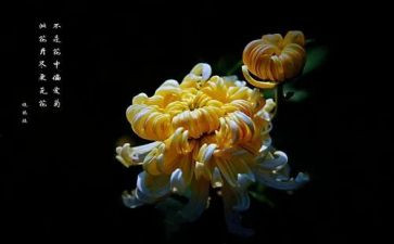 关于菊花赞的作文模板8篇