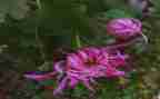 写菊花作文优秀8篇