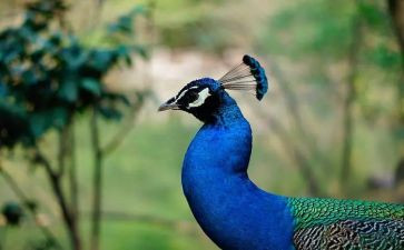 孔雀胆读后感8篇