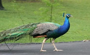 孔雀胆读后感模板8篇