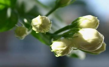 《茉莉花》音乐教案5篇