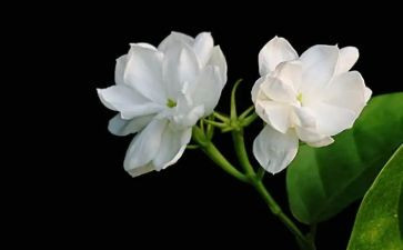 茉莉花音乐教案6篇