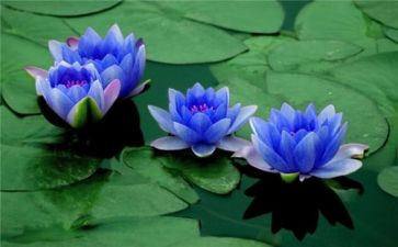 莲花的作文600字8篇
