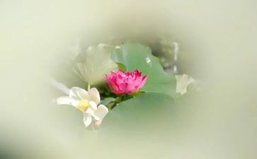 宝莲灯读后感8篇