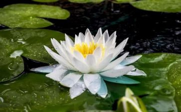 爱莲说优秀教案6篇