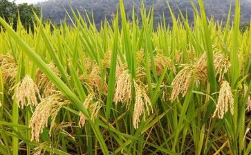 粮食仓储企业述职报告5篇