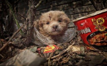 流浪集读后感通用5篇