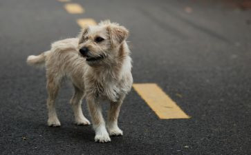 苦儿流浪记读后感7篇