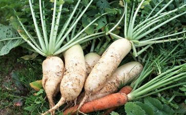 幼儿园晒萝卜干教案模板8篇