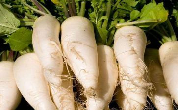 晒萝卜干教案最新7篇