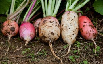 幼儿园晒萝卜干教案6篇