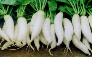 萝卜的语言教案优秀7篇