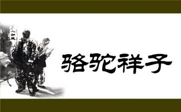 《骆驼》读后感模板8篇