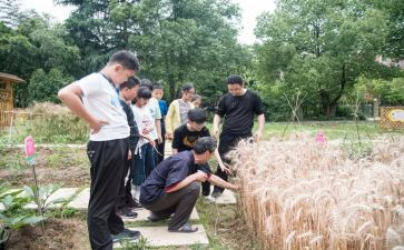 麦哨的教案7篇