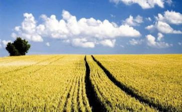 麦田的守望读后感推荐8篇