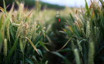 芒种作文8篇