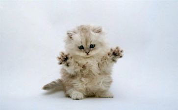 幼儿园小猫上幼儿园教案5篇