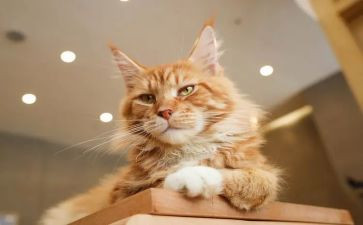 小班语言猫和鸟教案5篇