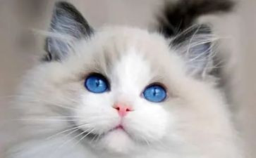 猫和老虎的作文优秀7篇
