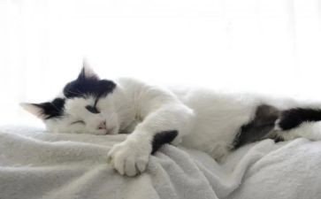 关于猫的演讲稿600字6篇