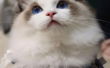 猫的生活作文300字优秀8篇