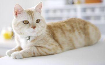 猫和狗读后感30字通用5篇