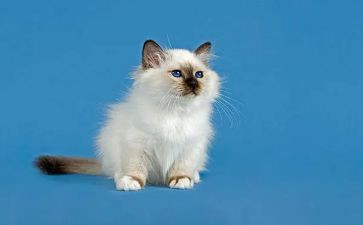 关于猫的作文300字模板5篇