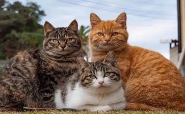 猫眼儿读后感6篇
