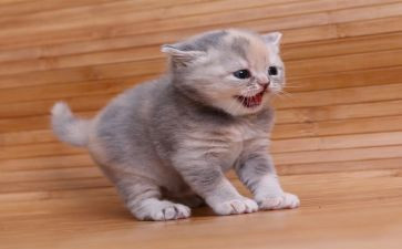 我家的小猫作文400字通用7篇