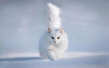 小班语言猫和鸟教案模板5篇
